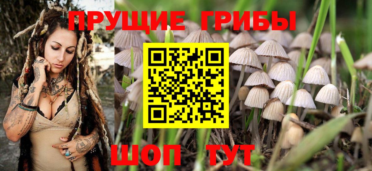 Псилоцибиновые грибы Psilocybe Карасук
